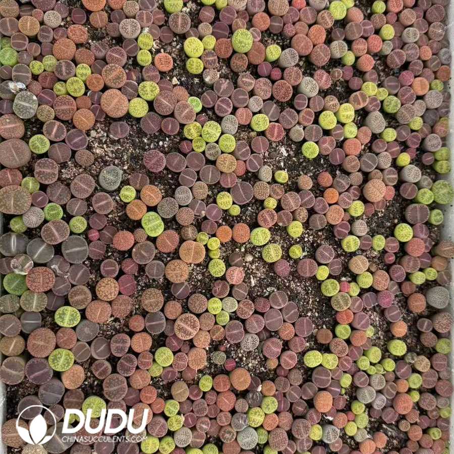 10144D12.jpg Lithops aucampiae spp. mix (2 years old, 600‑800 pcs/box) - Image 1