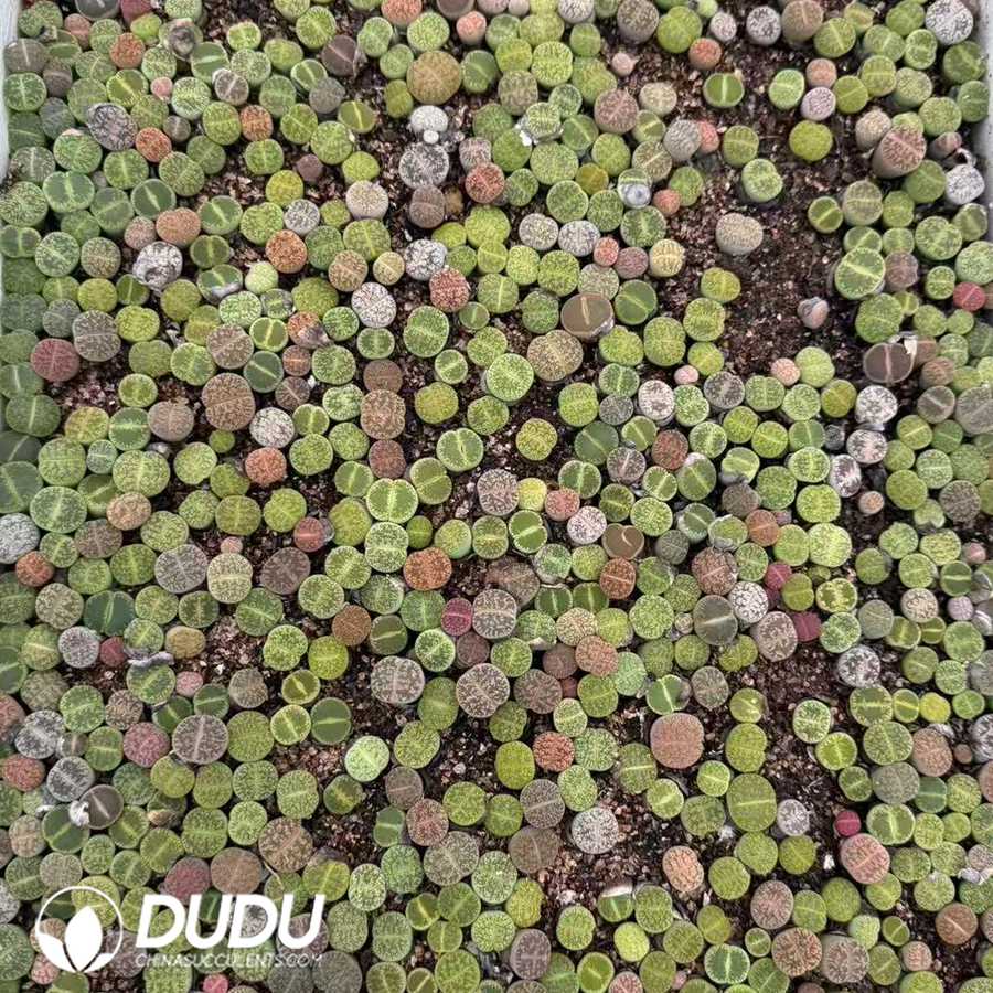 10145D12.jpg Lithops julii subsp. fulleri mix (2 years old, 600‑800 pcs/box) - Image 1