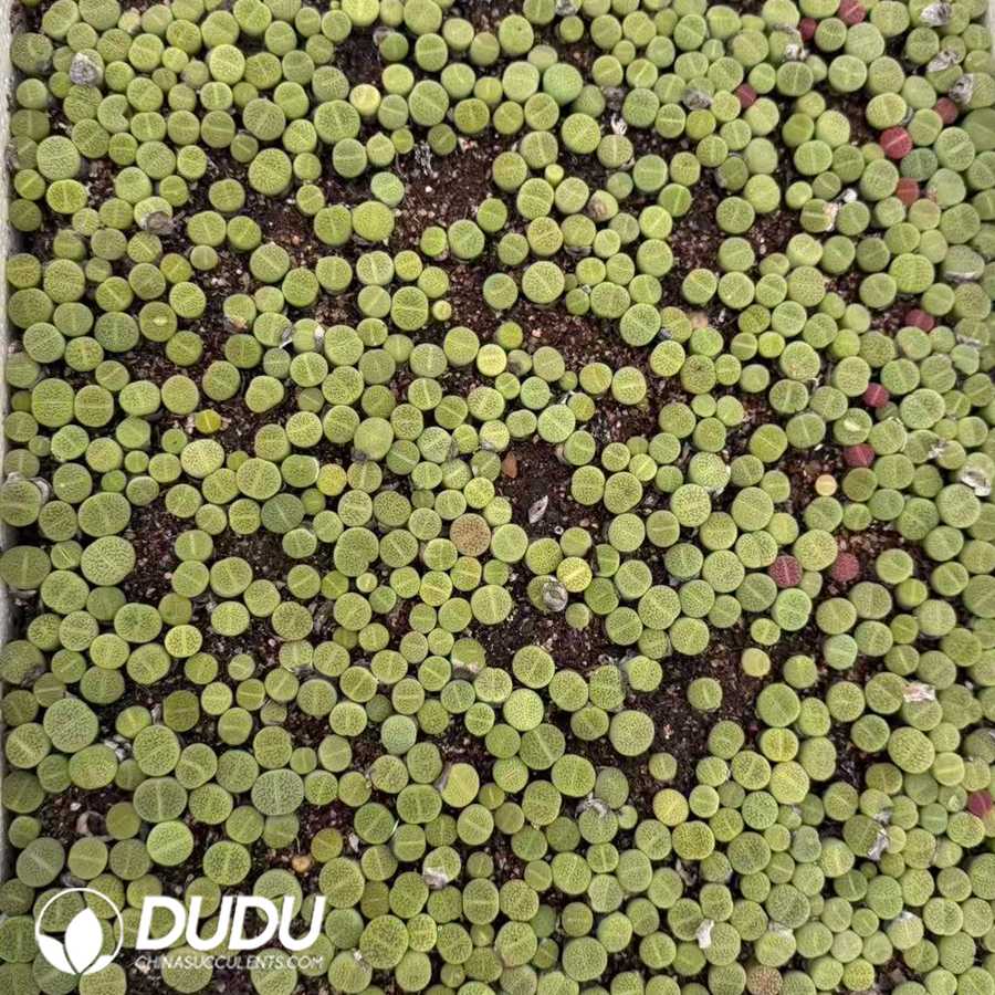 10146D12.jpg Lithops hookeri var. dabneri cv. 'Annarosa' (2 years old, 600‑800 pcs/box) - Image 1