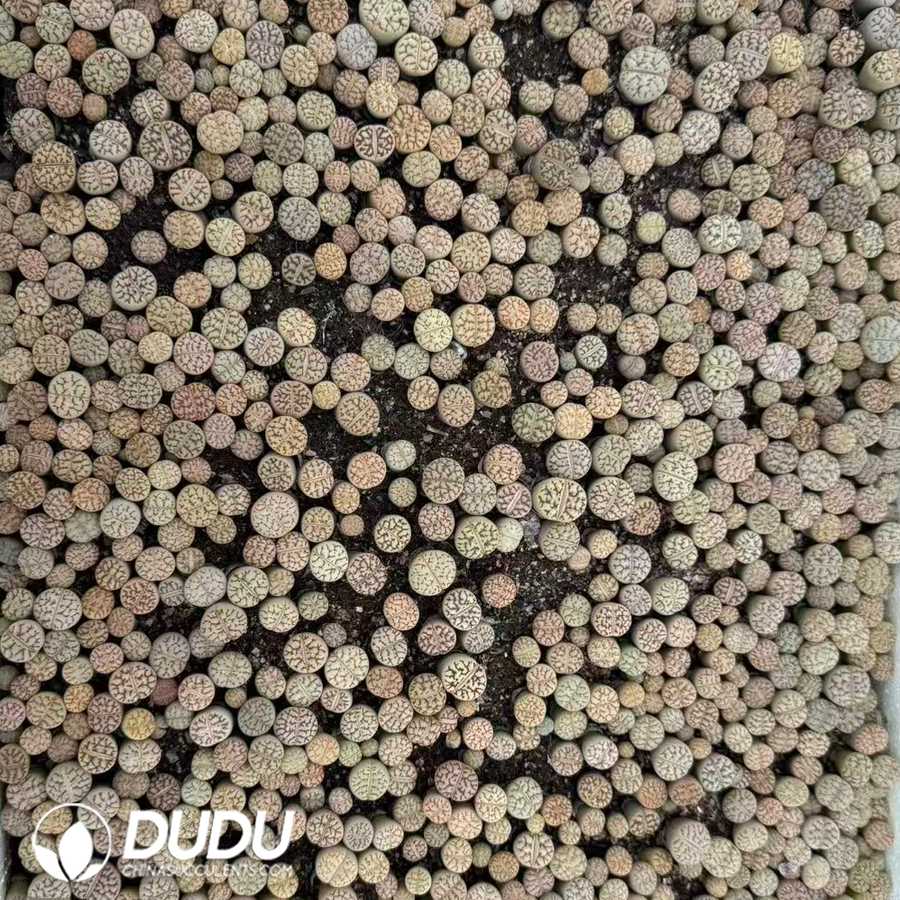 10147D12.jpg Lithops bromfieldii var. mennellii C44 (2 years old, 600‑800 pcs/box) - Image 1