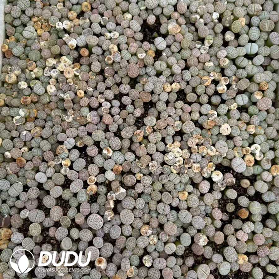 10148D12.jpg Lithops pseudotruncatella var. dendritica 'Farinosa' C245 (2 years old, 600‑800 pcs/box) - Image 1