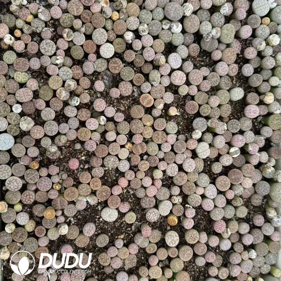 10150D12.jpg Lithops pseudotruncatella subsp. elisabethiae C187 (2 years old, 600‑800 pcs/box) - Image 1