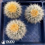 8Pcs Echinocactus grusonii var. horridus