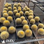 8Pcs Echinocactus grusonii var. horridus - Image 2