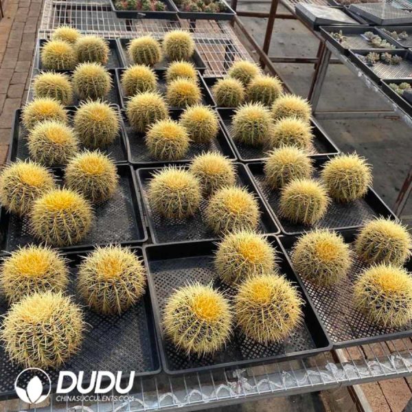 8Pcs Echinocactus grusonii var. horridus - Image 2