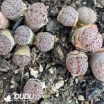 Lithops Pink Flame