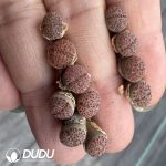 Lithops Pink Flame - Image 2