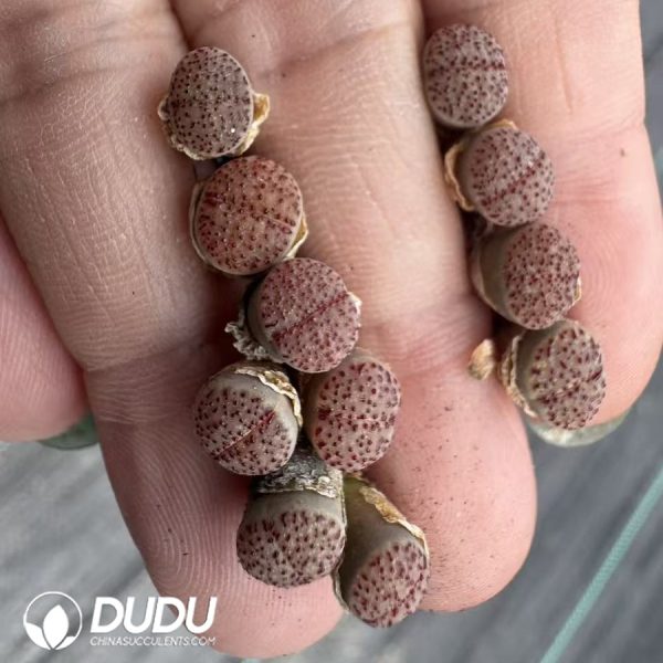 Lithops Pink Flame - Image 2