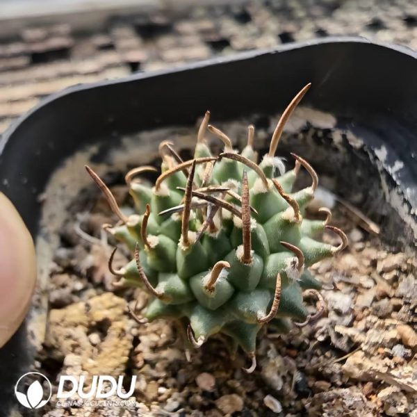 10153D40.jpg Turbinicarpus schmiedickeanus subsp. andersonii - Image 1