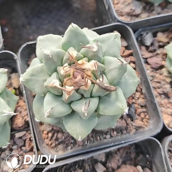 10154D40.jpg Turbinicarpus alonsoi Glass & S.Arias - Image 1