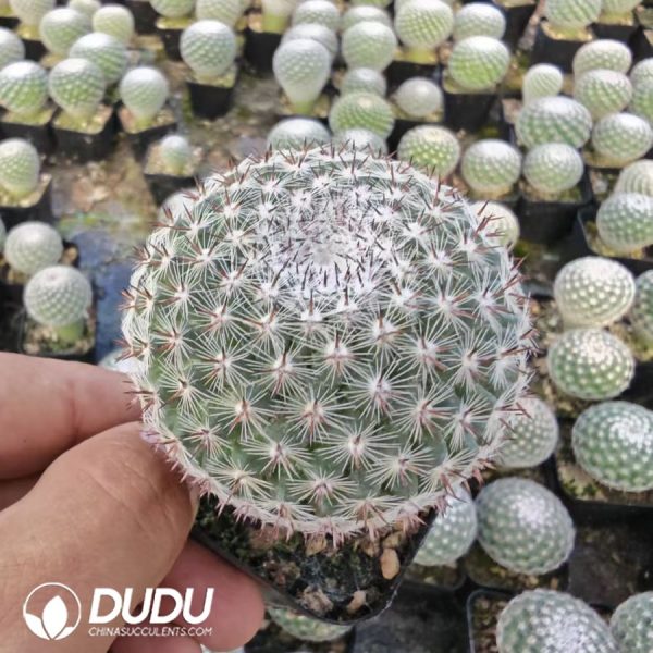 Mammillaria brauneana - Image 1