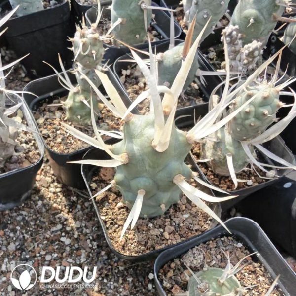 Tephrocactus articulatus - Image 1