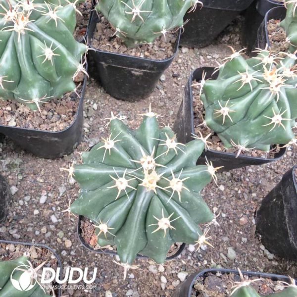 10157D40.jpg Ferocactus horridus var.crassispinus - Image 1