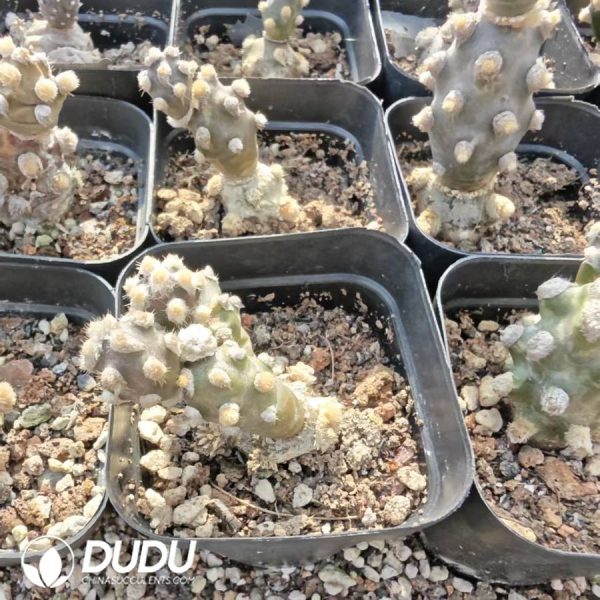 10158D40.jpg Tephrocactus molinensis - Image 1