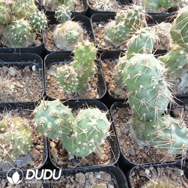 10160D40.jpg Tephrocactus alexanderi - Image 1