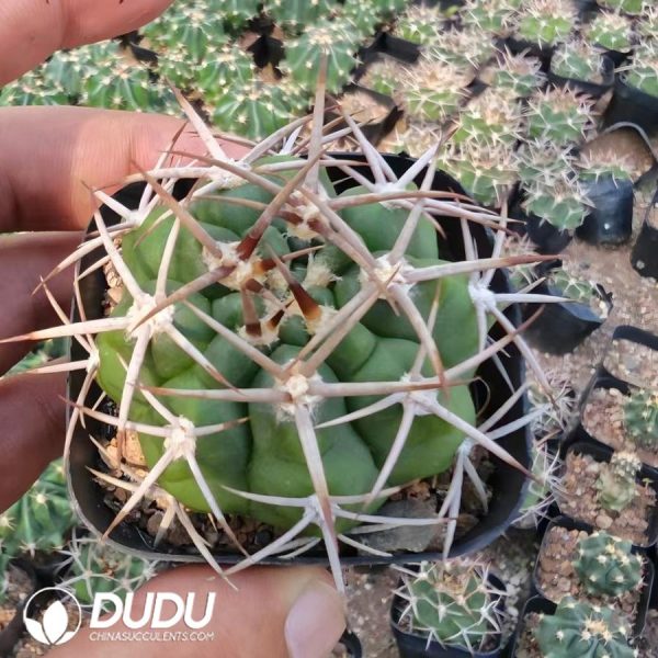 Gymnocalycium hybopleurum - Image 1