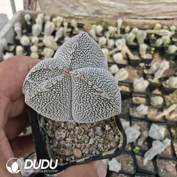 Astrophytum myriostigma 'Onzuka' - Image 1