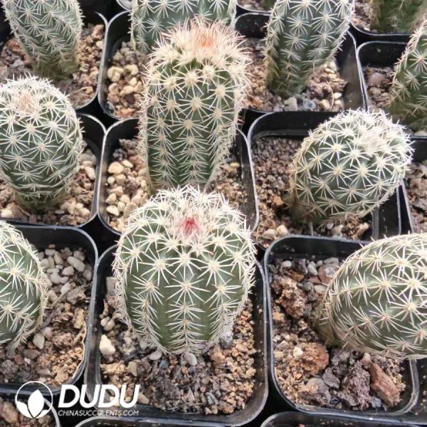10164D40.jpg Echinocereus dasyacanthus var. ctenoides - Image 1