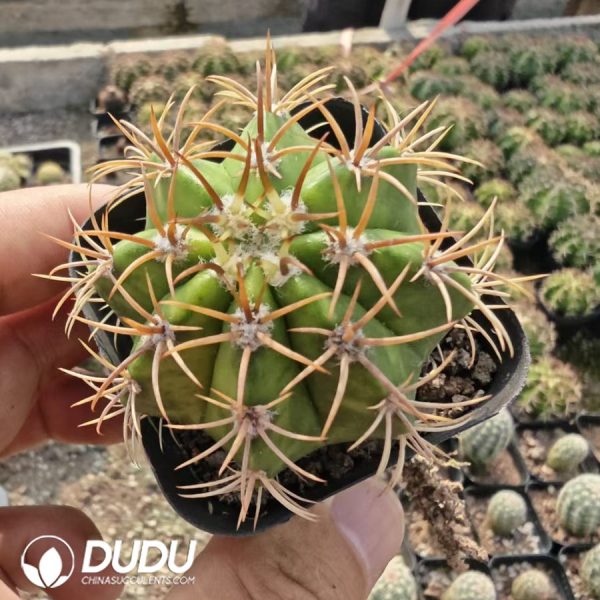 Melocactus matanzanus cv. Variegated - Image 1