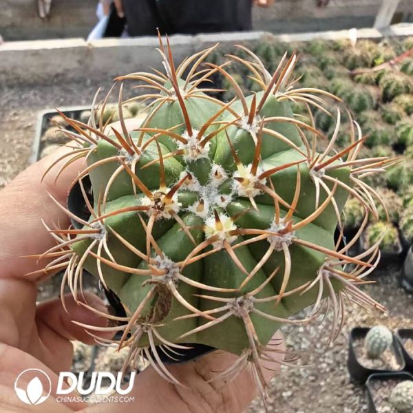 Melocactus matanzanus - Image 1