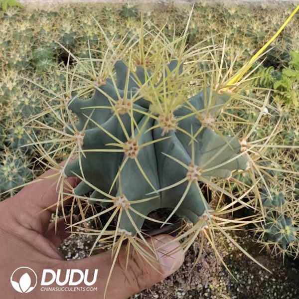 Ferocactus glaucescens - Image 1