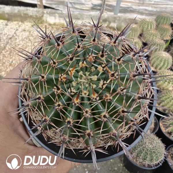 10168D70.jpg Echinopsis aurea - Image 1