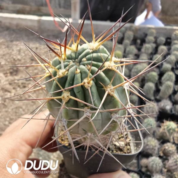 Echinopsis Glaucina - Image 1