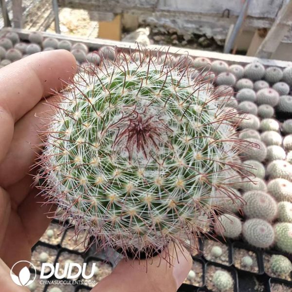 Parodia haselbergii - Image 1