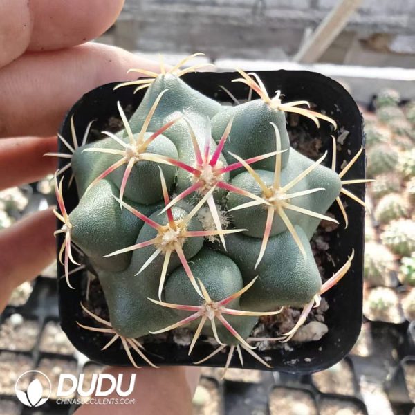Thelocactus Heterochromus - Image 1
