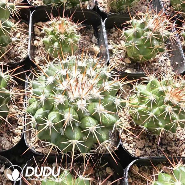 Mammillaria vetula - Image 1