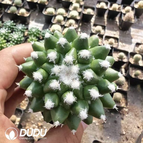 10173D40.jpg Mammillaria Bucareliensis Erusamu - Image 1