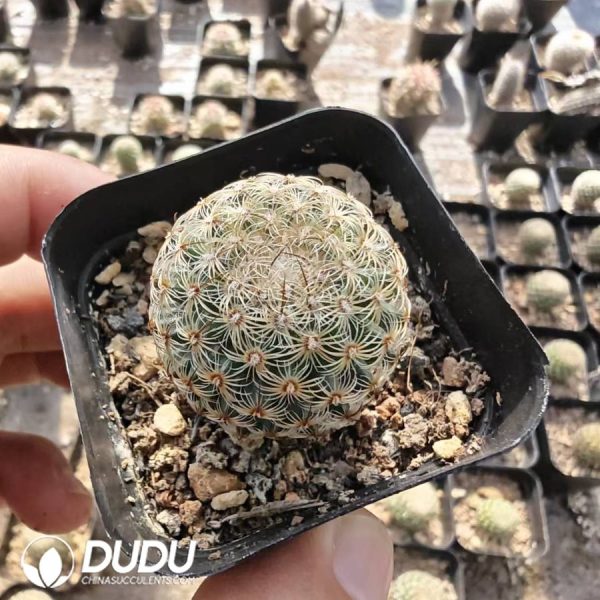 Mammillaria huitzilopochtli - Image 1