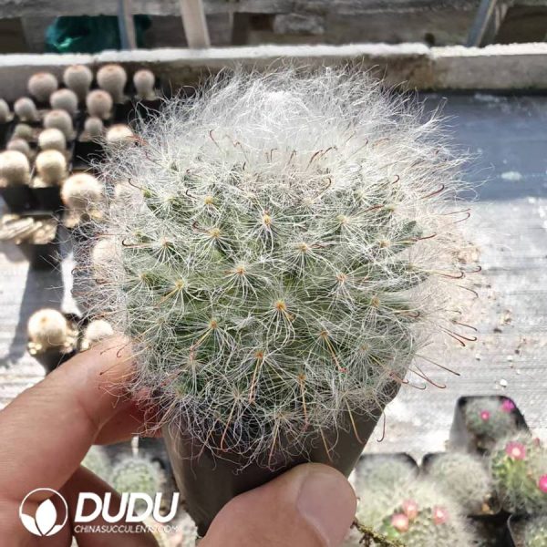 Mammillaria bocasana Multilanata - Image 1