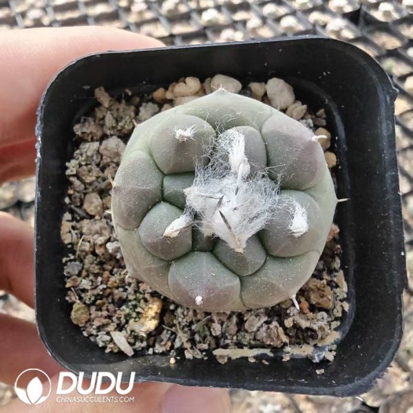 Turbinicarpus jauernigii - Image 1