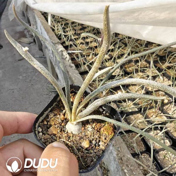 Astrophytum caput-medusae - Image 1