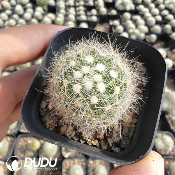10179D40.jpg Mammillaria Baumii - Image 1