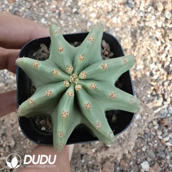 Parodia mammulosa Variegated - Image 1