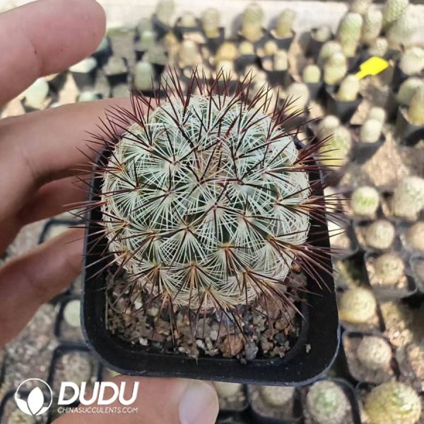 10181D40.jpg Mammillaria microhelia - Image 1