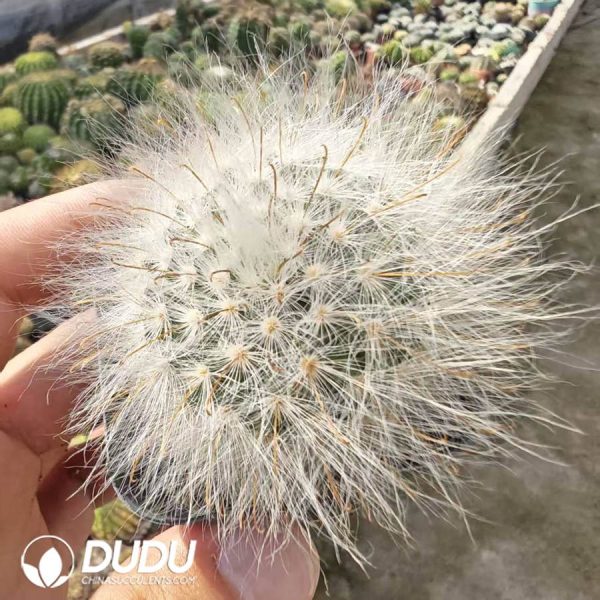 10182D40.jpg Mammillaria guelzowiana - Image 1