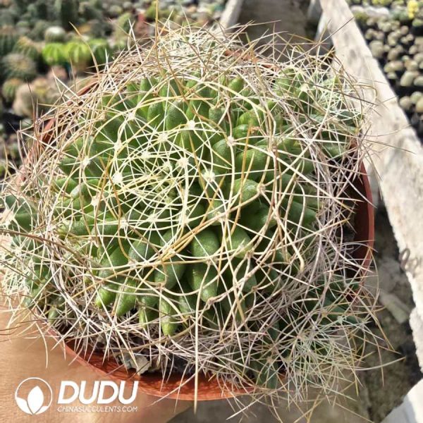 Mammillaria Camptotricha - Image 1