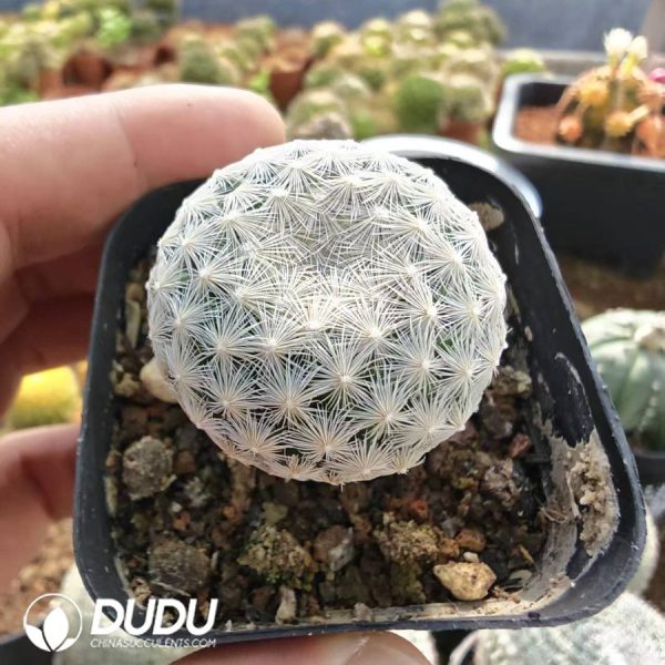 Mammillaria lasiacantha subsp. egregia - Image 1