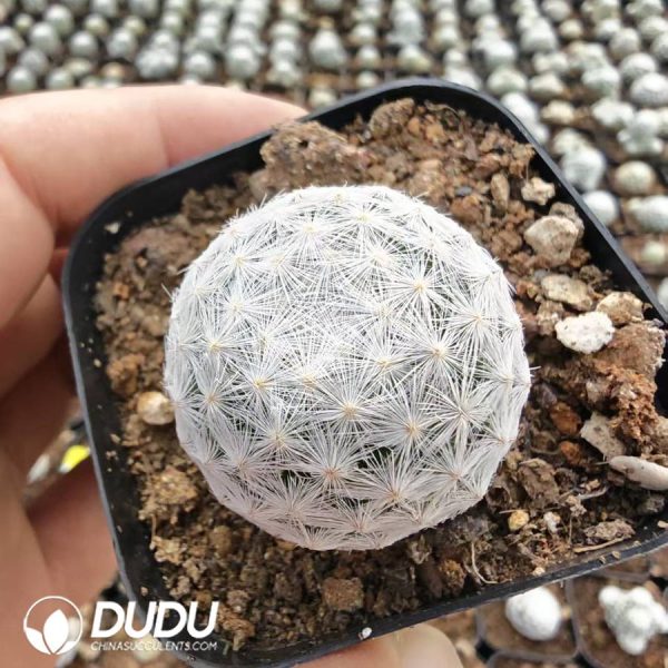 10185D40.jpg Mammillaria humboldtii Ehrenb - Image 1