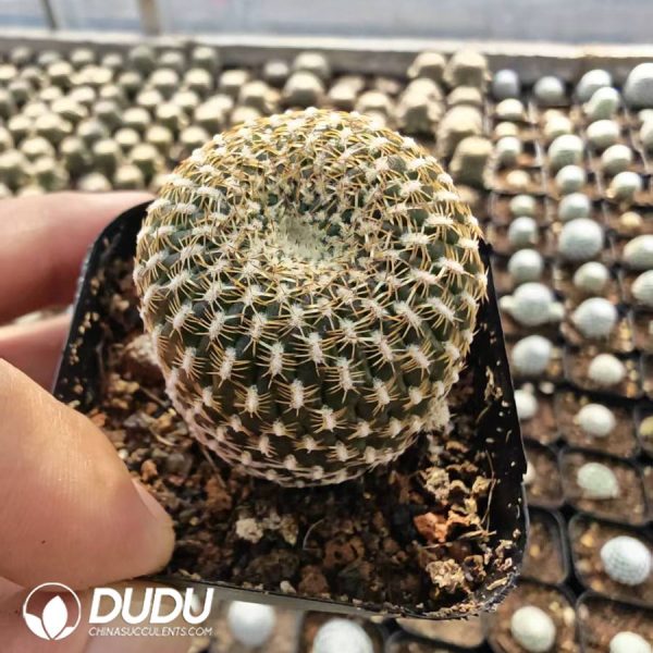 Rebutia arenacea - Image 1