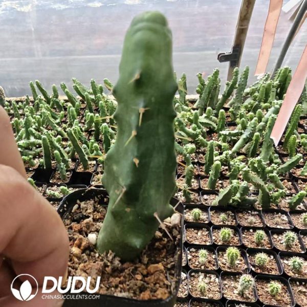 10187D40.jpg Echinocereus knippelianus - Image 1