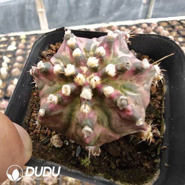 10189D40.jpg Gymnocalycium mihanovichii 'Poseidon' - Image 1