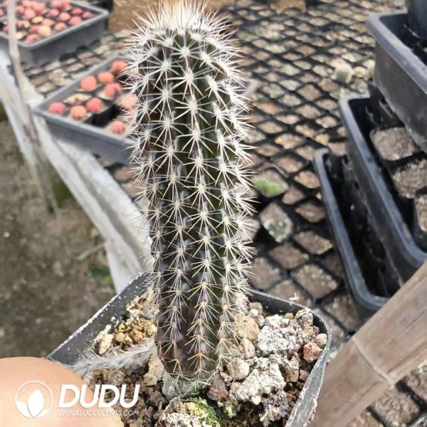 10192D40.jpg Echinopsis mirabilis - Image 1