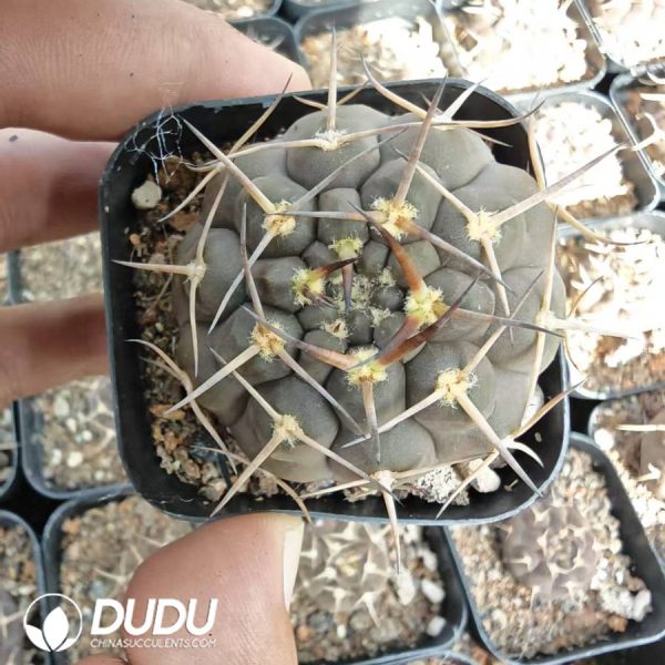 10193D40.jpg Gymnocalycium ochoterenae - Image 1