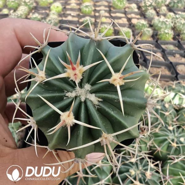 10194D40.jpg Echinocactus texensis - Image 1