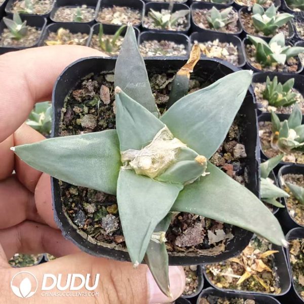 Ariocarpus retusus（seed grow） - Image 1