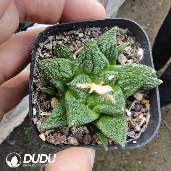 Ariocarpus retusus ‘Cauliflower’ - Image 1